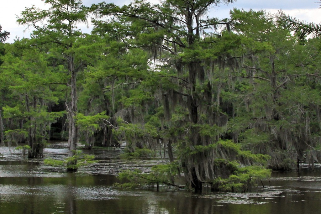 The mossy trees of Caddo Lake create an enchanting world to explore by boat.